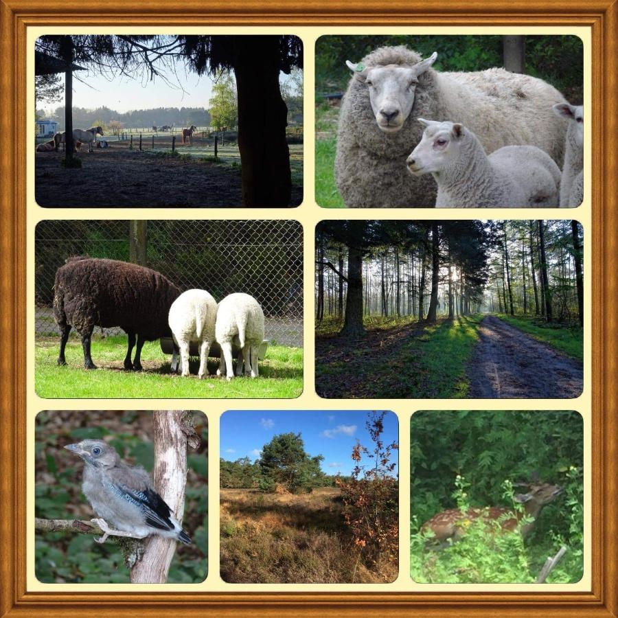 Veluwe Park Reewold Chalet Eclipse พุทเทิน ภายนอก รูปภาพ