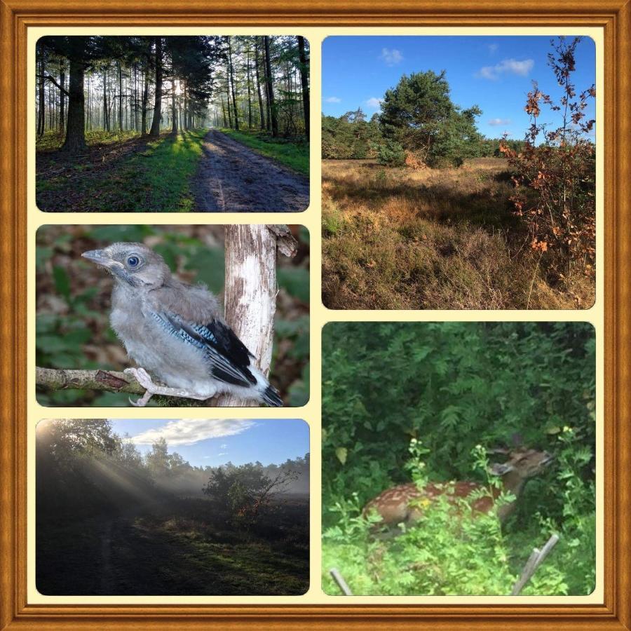 Veluwe Park Reewold Chalet Eclipse พุทเทิน ภายนอก รูปภาพ