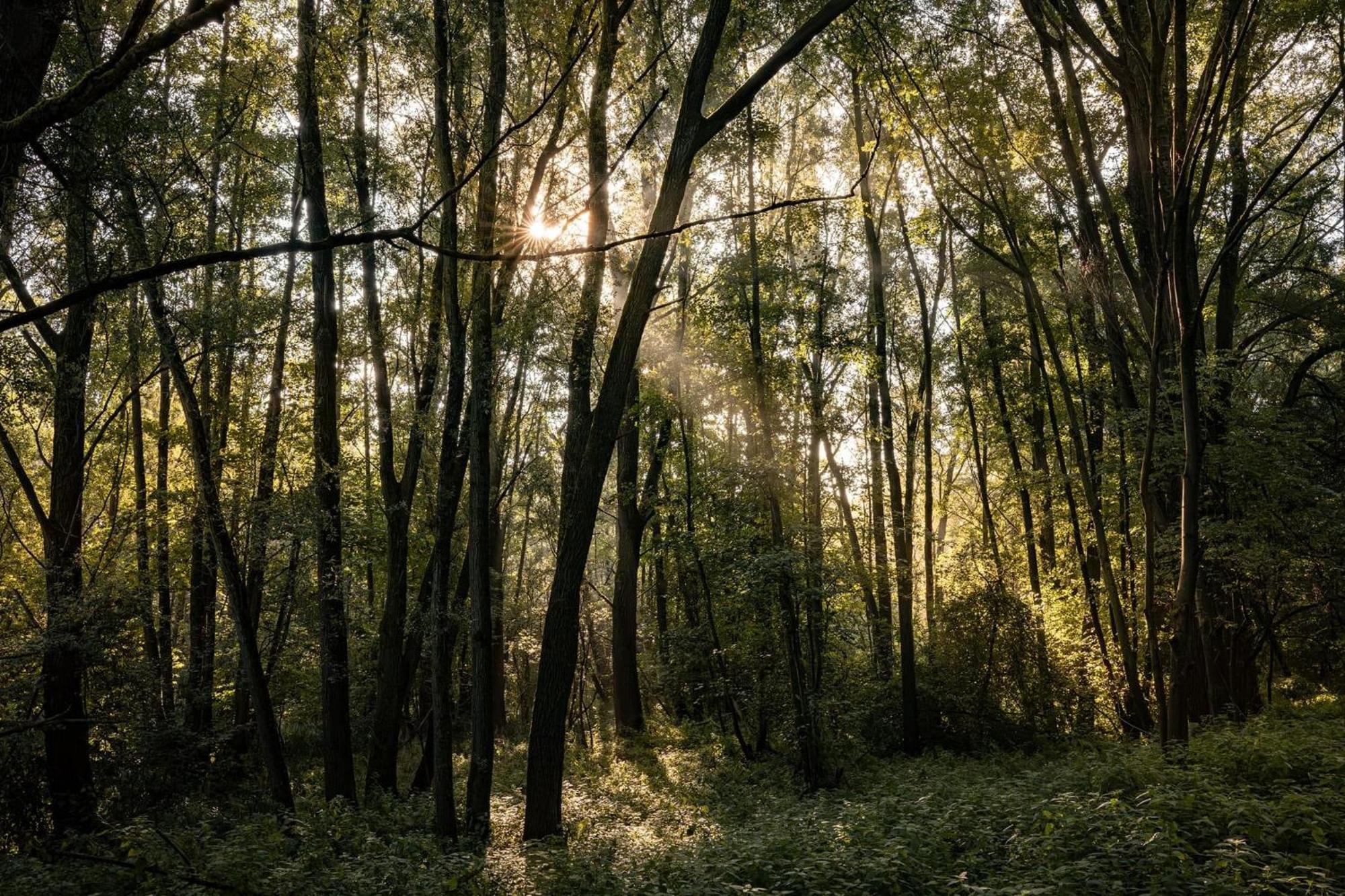 Veluwe Park Reewold Chalet Eclipse พุทเทิน ภายนอก รูปภาพ